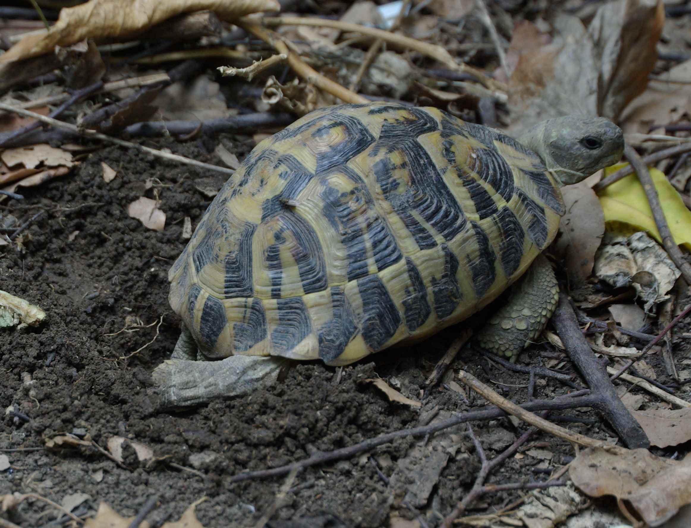 deposizione testudo hermanni